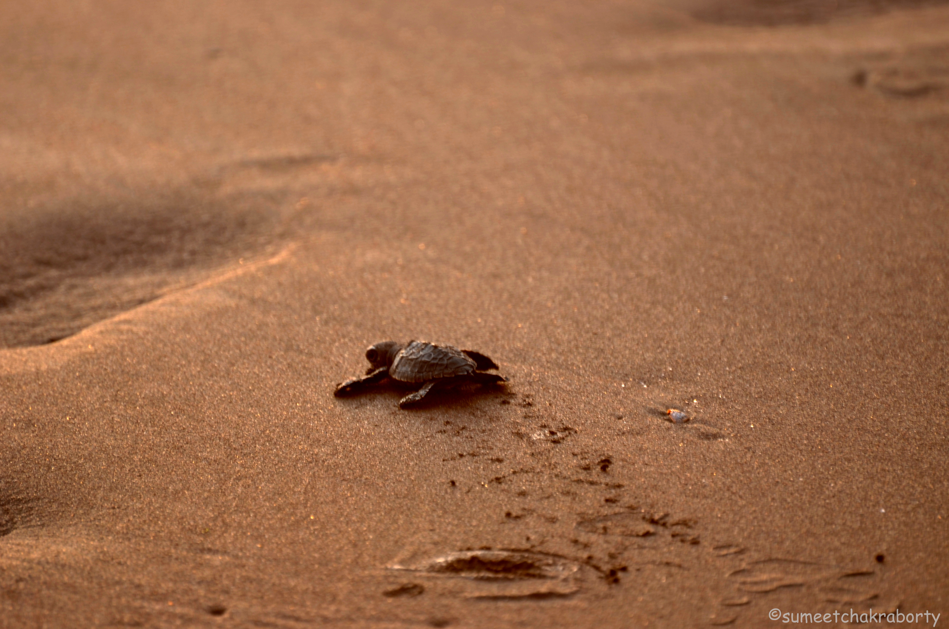 Photo Gallery – First steps of a tiny sea turtle