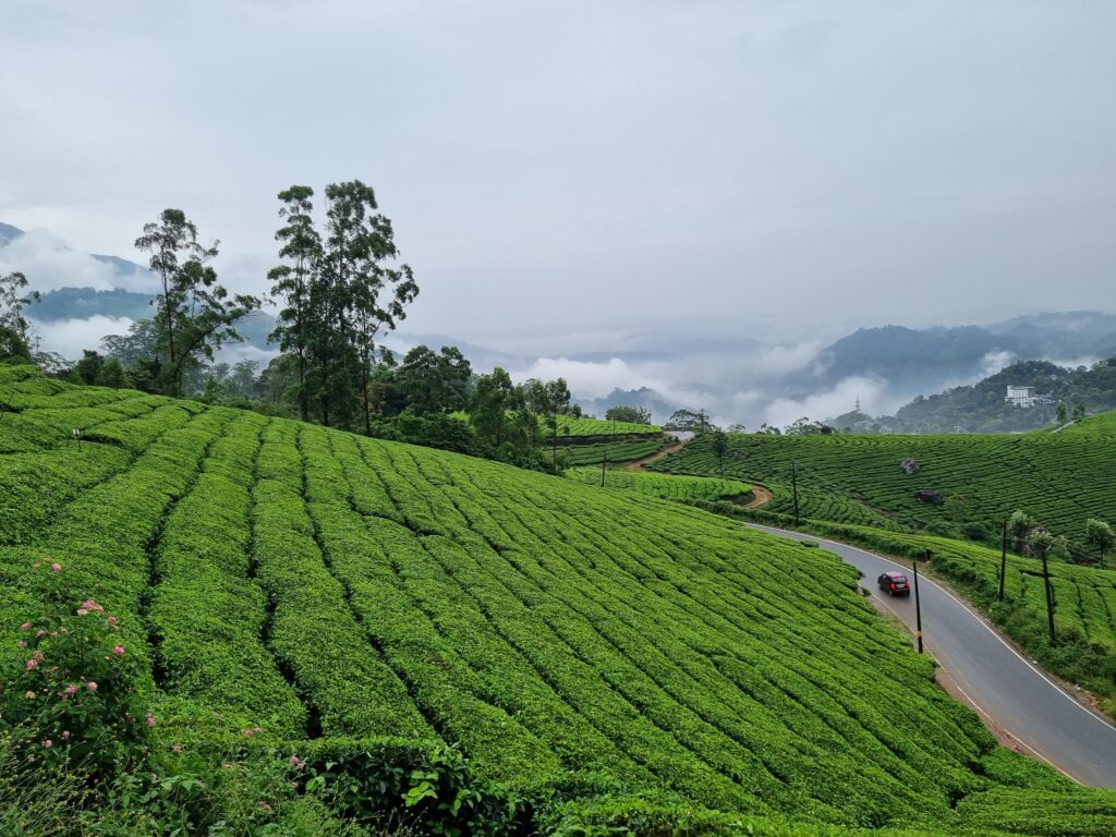 Munnar Sightseeing : A journey amidst the wet tea valleys. 