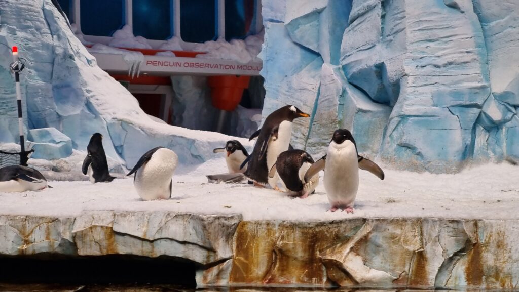 SeaWorld Arctic Penguins 